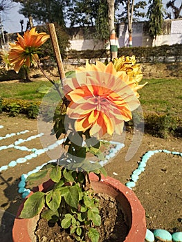 Yellow flowers in flower pot look like so beautiful and Osm