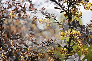 The yellow flowers of a flowering barberry bush in Ukraine. Beautiful blooming twig Barberry.