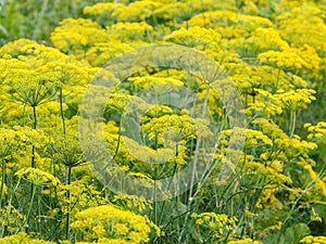 Flores sobre el floreciente eneldo hierba 