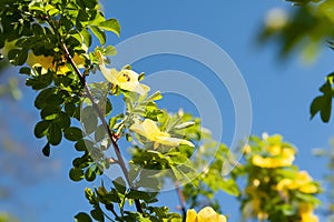 Yellow flowers. Flowering shrub. The bush blooms yellow. Natural background. Shallow depth of field. Selective focus