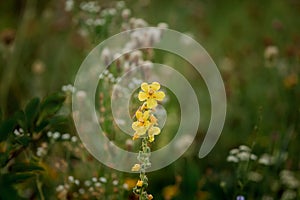 Yellow flowers. Flowering spring.  Breath of spring.