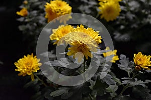 Yellow Flowers in Forest