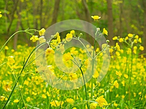 Yellow flowers in the forest