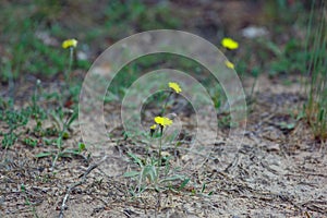 Yellow flowers in the forest in summer