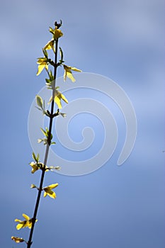 Yellow flowers of Forsythia