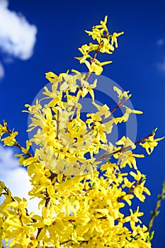 Yellow flowers of forsythia on spring, april