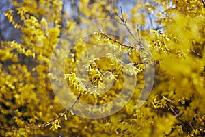 Yellow flowers of forsythia, yellow bush blossom in spring