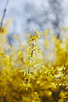 Yellow flowers of forsythia, yellow bush blossom in spring