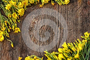 Yellow flowers are framed on a wooden background, beautiful spring and festive background