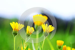 Yellow flowers in freen background