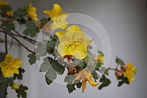 Yellow flowers of Fremontodendron californicum shrub