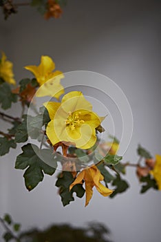 Yellow flowers of Fremontodendron californicum shrub