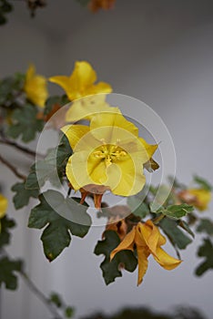 Yellow flowers of Fremontodendron californicum shrub
