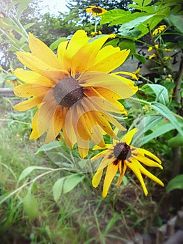 Yellow flowers in fresh morning garden