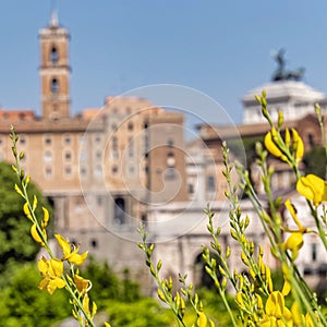 Yellow flowers in front of blurred Roman forum background, the Tabularium and Vittorio Emanuele II buildings.