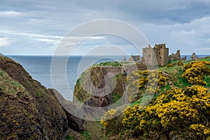 Yellow flowers in front of Dunnottar Castle in spring, Scotland