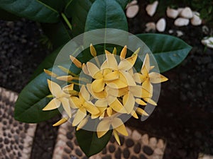 Yellow flowers on front of my house