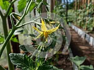 Yellow flowers in full bloom of a tomato plant growing in a greenhouse. Growing vegetables