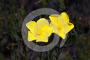 Yellow flowers of Fumana needle sunrose. It is a small genus of flowering plants in the family Cistaceae. Fumana ericoides Cav