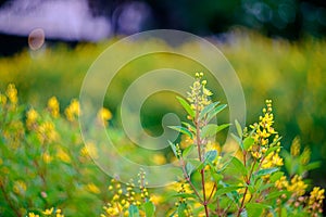 Yellow flowers Galphimia, Gold Shower growing, green leaves, bush in park