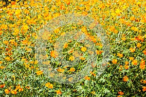 Yellow flowers in garden.