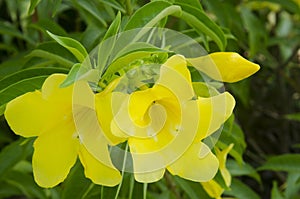 Yellow flowers in garden