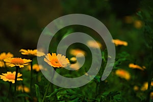 Yellow flowers in the garden