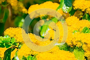 Yellow flowers in garden