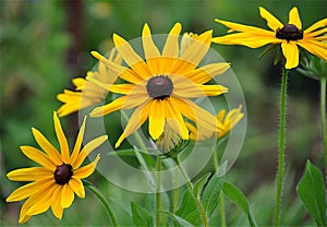 Yellow flowers in garden