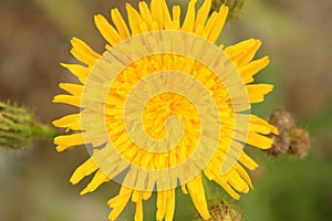 Yellow flowers in the garden in Alps.