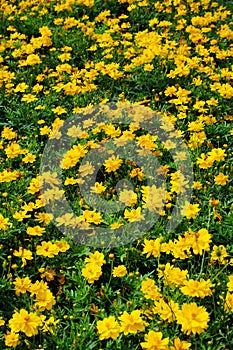 yellow flowers in garden for background