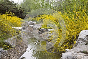 Yellow flowers in a garden, china