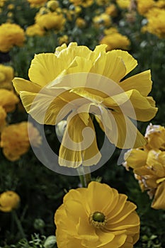 Yellow flowers of garden cultivated buttercups close-up on a floral blurred background