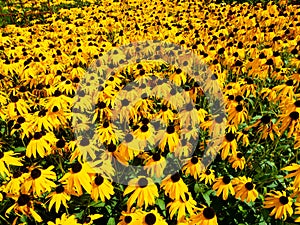 Yellow flowers in a garden in full bloom