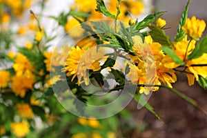 yellow flowers in the garden Kerria japonica