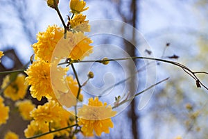 Yellow flowers in garden, Kerria Japonica, Japanese marigold bush, Pleniflora, Yamabuki , Japanese rose