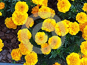 Yellow flowers in the garden. Marigold tagetes
