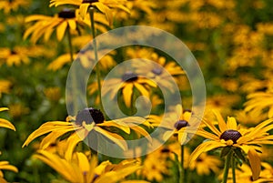 yellow flowers in the garden, Rudbeckia fulgida or the orange coneflower or perennial coneflower