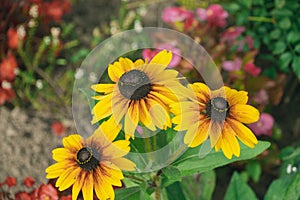 Yellow flowers in the garden. Rudbeckia hirta, black-eyed Susan.