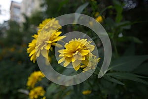 Yellow flowers in the garden. Rudbeckia laciniata or Kerria japonica flowers. Japanese marigold