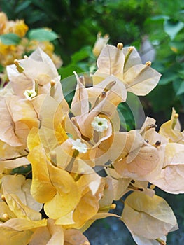 Yellow bougainvillea in full bloom.