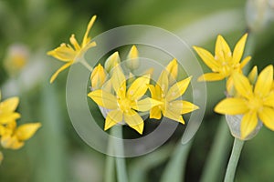 Yellow flowers of yellow garlic Allium moly in garden