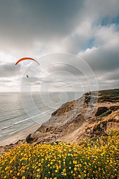 Yellow flowers at the Gliderport, Torrey Pines State Reserve, San Diego, California