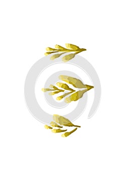 yellow flowers gold frowers png illusrtration yellow botanical nature