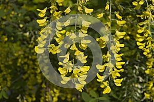 Yellow flowers of a golden chain tree