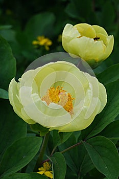 Yellow flowers of Golden Peony flower, also called Caucassian Peony, latin name Paeonia daurica subsp. mlokosewitschii