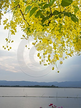 Yellow flowers Golden shower