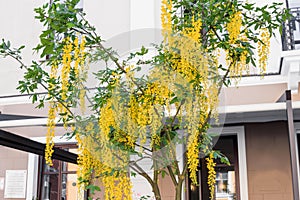 Yellow Flowers of Golden Shower Tree in summer