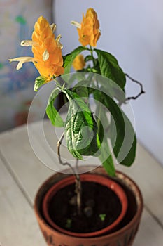 Yellow flowers of the Golden Shrimp plant Pachystachys Lutea - beautiful home plant in a pot