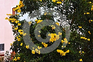 Yellow flowers of Golden Trumpet tree.